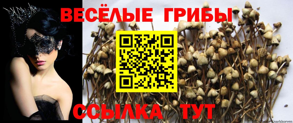 Псилоцибиновые грибы Psilocybine cubensis  Вход с VPN  Нижнекамск  Псилоцибиновые грибы Psilocybe 